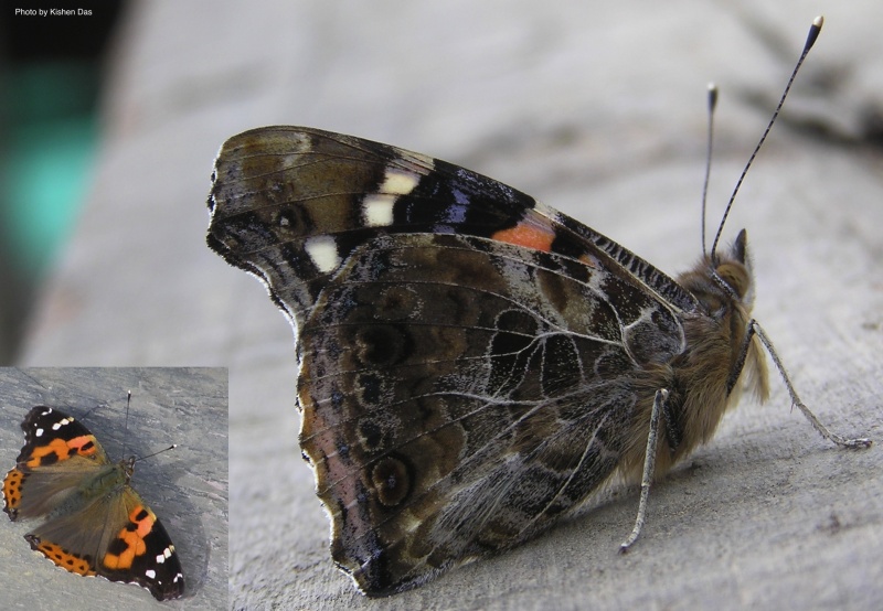 Indian Red Admiral -- Vanessa indica Herbst, 1794