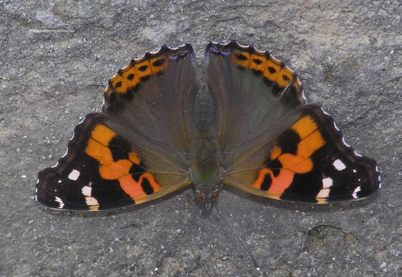 Indian Red Admiral - Vanessa indica