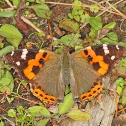 Indian Red Admiral -- Vanessa indica Herbst, 1794