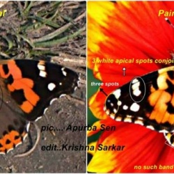 Indian Red Admiral -- Vanessa indica Herbst, 1794 vs Painted Lady -- Vanessa cardui Linnaeus, 1758
