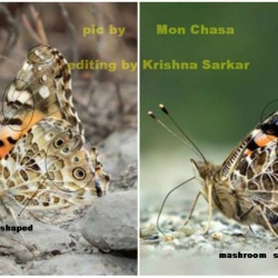 Indian Red Admiral -- Vanessa indica Herbst, 1794 vs Painted Lady -- Vanessa cardui Linnaeus, 1758
