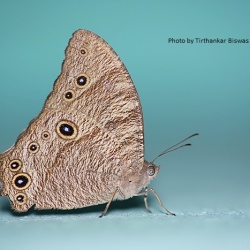 Common Evening Brown - Melanitis leda