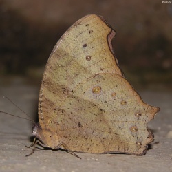 Common Evening Brown -- Melanitis leda Linnaeus, 1758 ( Dry Season Form )