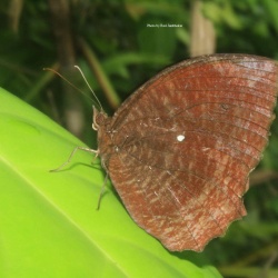 Andaman Palmfly - Elymnias cottonis Hewitson