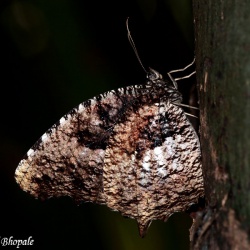 Tiger Palmfly (UN) - Elymnias nesaea