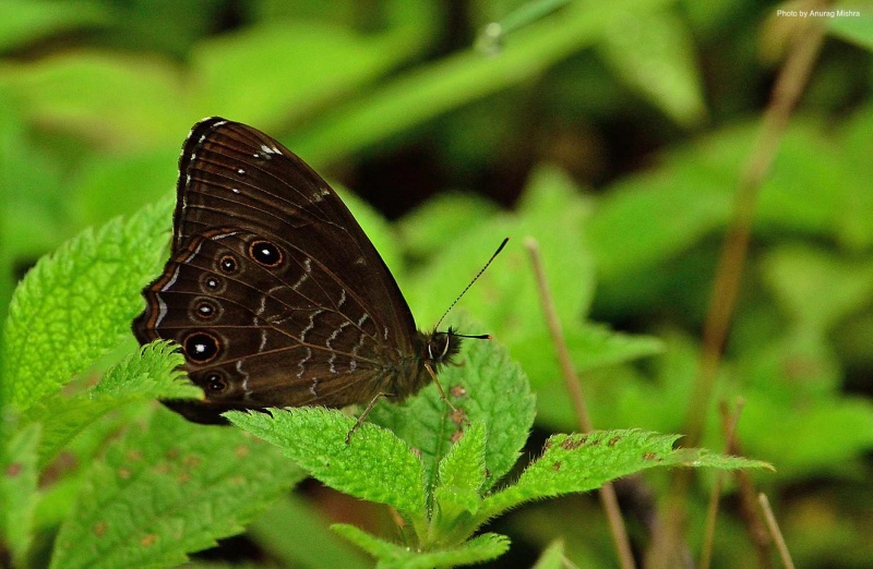 Common Woodbrown -- Lethe sidonis Hewitson, 1863