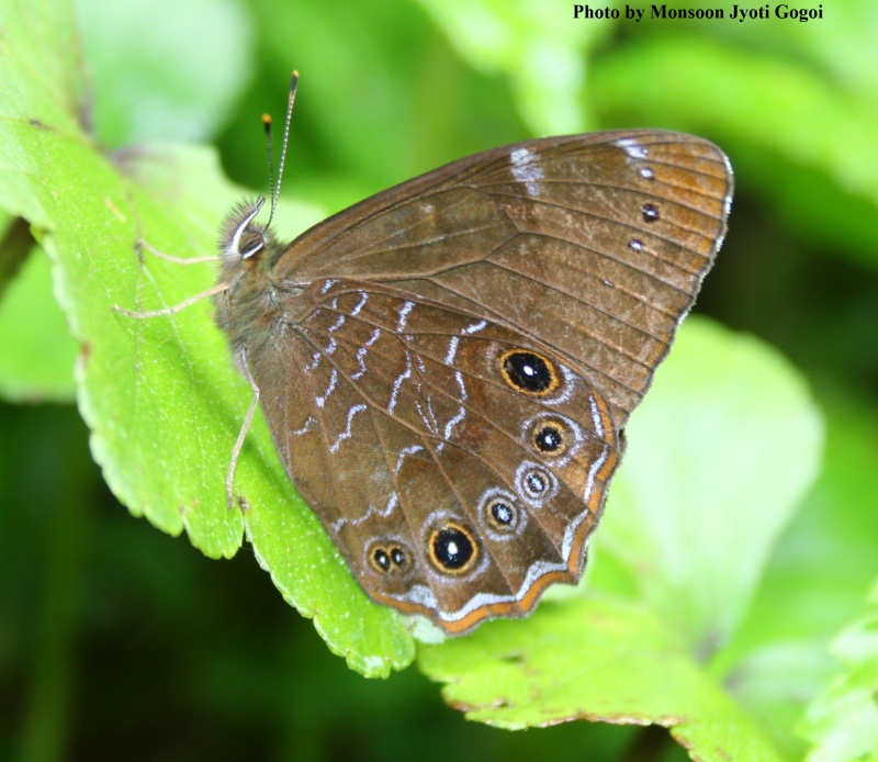 Common Woodbrown -- Lethe sidonis sidonis Hewitson, 1863