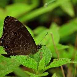 Common Woodbrown -- Lethe sidonis Hewitson, 1863