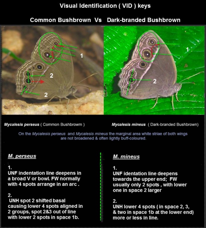 Common Bushbrown -- Mycalesis perseus Fabricius, 1775  vs   Dark-branded Bushbrown -- Mycalesis mineus Linnaeus, 1758