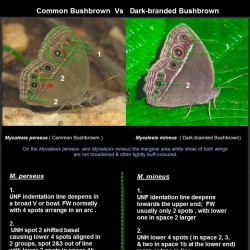 Common Bushbrown -- Mycalesis perseus Fabricius, 1775  vs   Dark-branded Bushbrown -- Mycalesis mineus Linnaeus, 1758