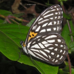 Tiger Brown - Orinoma damaris
