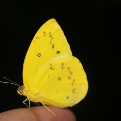 Subfamily Coliadinae (The Yellows ) <br>    Genus Catopsilia ( The Emigrants )