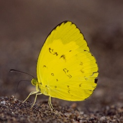 One Spot Grass Yellow -- Eurema andersonii Moore, 1886