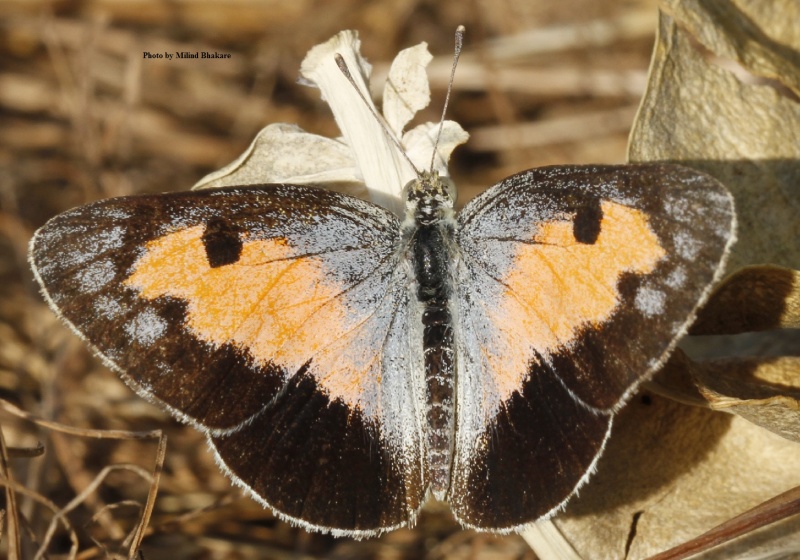 Blue Spotted Arab -- Colotis protractus Butler, 1876