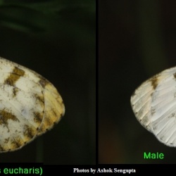 Plain Orange Tip - Colotis eucharis ( Male and Female UN)