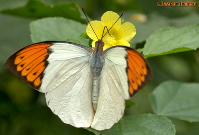 Great Orange Tip -- Hebomoia glaucippe Linnaeus, 1758