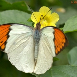 Great Orange Tip -- Hebomoia glaucippe Linnaeus, 1758