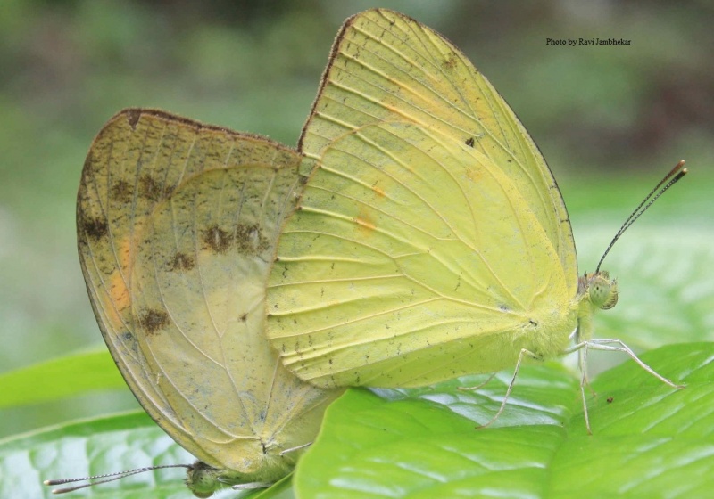 Yellow Orange-tip (Andaman sub-species) - Ixias pyrene andamana