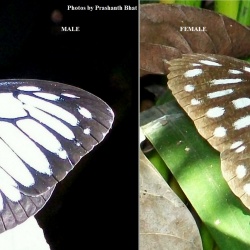 Common Wanderer - Pareronia valeria ( Male and Female )