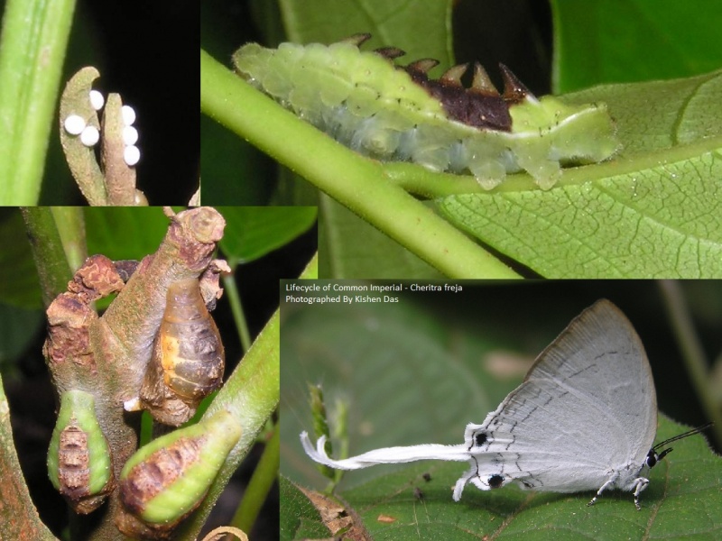 Lifecycle of Common Imperial - Cheritra freja