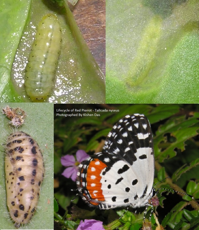 Lifecycle of Red Pierrot - Talicada nyseus