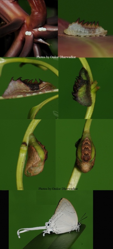 Common Imperial -- Cheritra freja Fabricius 1793 ( Lifecycle )