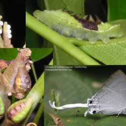 Lifecycle of Common Imperial - Cheritra freja