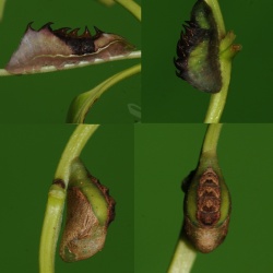 Common Imperial -- Cheritra freja Fabricius 1793 ( Lifecycle )