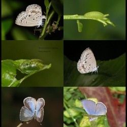 Lime Blue - Chilades laius