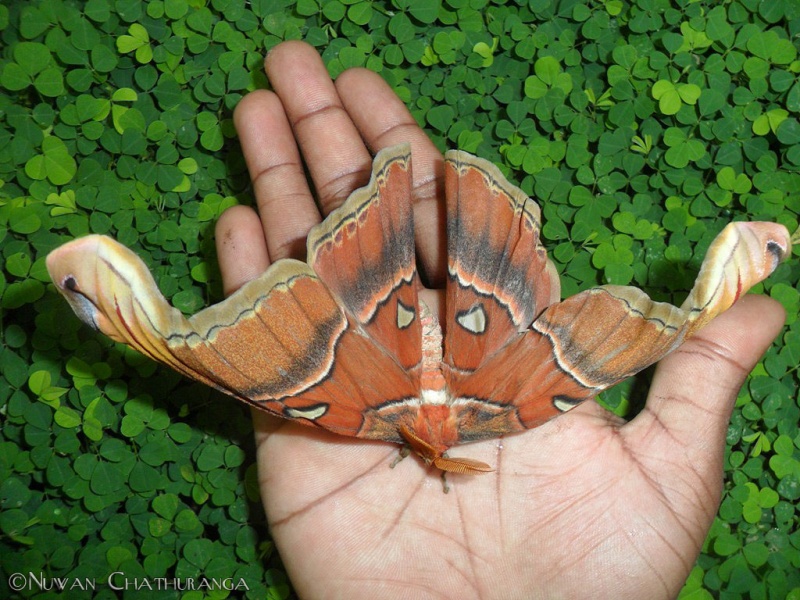 Atlas Moth - Attucus taprobanis Moore, 1882