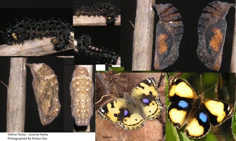 Lifecycle of Yellow Pansy -  Junonia hierta
