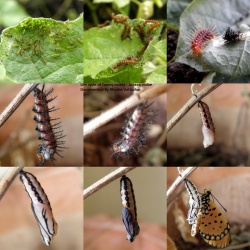 Life cycle of Tawny coster - Acraea violae