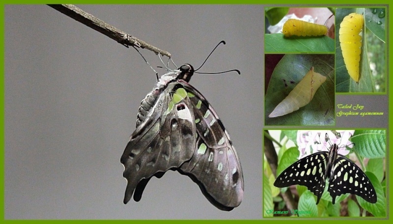 Lifecycle of Tailed Jay - Graphium agamemnon menides Fruhstorfer, 1904