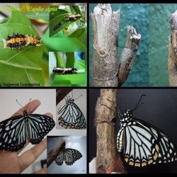 Lifecycle of Common Mime -  Papilio (Chilasa) clytia, Linnaeus, 1758 ssp. lankeswara