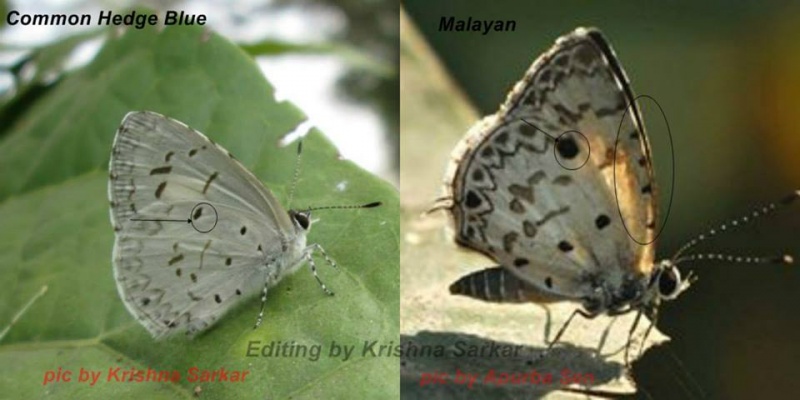 Common Hedge Blue -- Acytolepis puspa Horsfieldii, 1828 vs Malayan -- Megisba malaya Horsfield, 1828