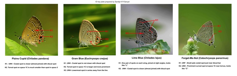 Blues ( Chilades  and Catachrysops ) identification keys