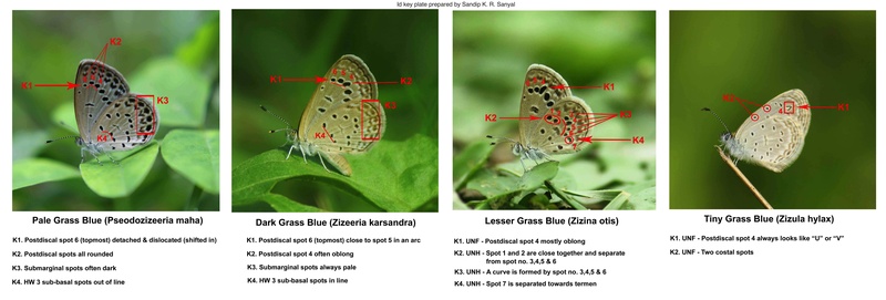 Grass Blues ( Zizeeria , Pseudozizeeria , Zizina and Zizula ) identification keys