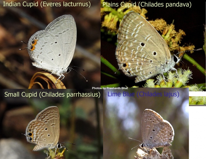 Comparison of Cupids ( Everes and Chilades)