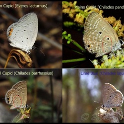 Comparison of Cupids ( Everes and Chilades)