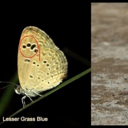 Comparison of Grass Blues ( Zizula )