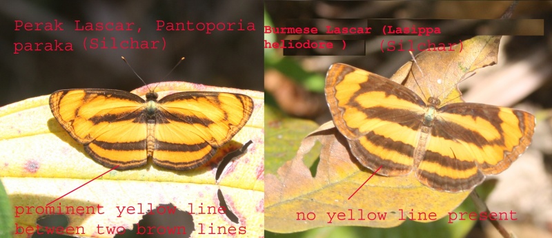 Comparison of Perak Lascar ( Pantoporia paraka Butler, 1879 ) and Burmese Lascar (Lasippa heliodore Fabricius, 1787)