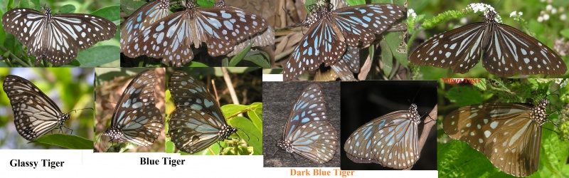 Comparison between Tigers ( Tirumala and Parantica )