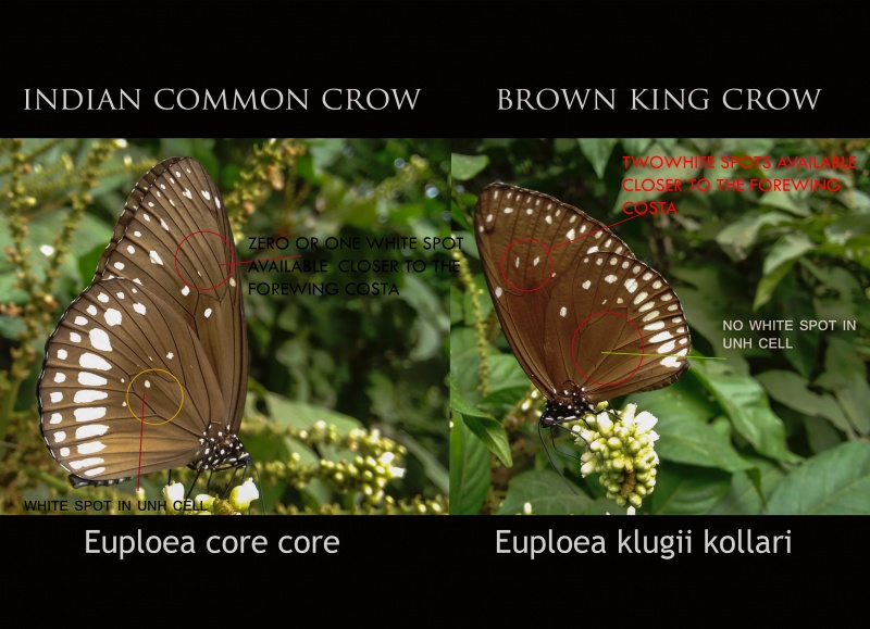 Common Crow ( Euploea core Cramer, 1780 ) vs Brown King Crow ( Euploea klugii Moore, 1858 )