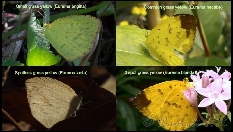 Comparison of Grass Yellows ( Eurema )