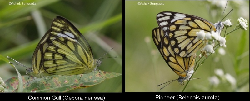 Comparison between mating pairs of Pioneer ( Belenois aurota ) and Common Gull ( Cepora nerissa )