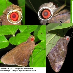 Common Red Eye - Matapa aria Moore 1865 and  Giant Red Eye - Gangara thyrsis Fabricius 1775