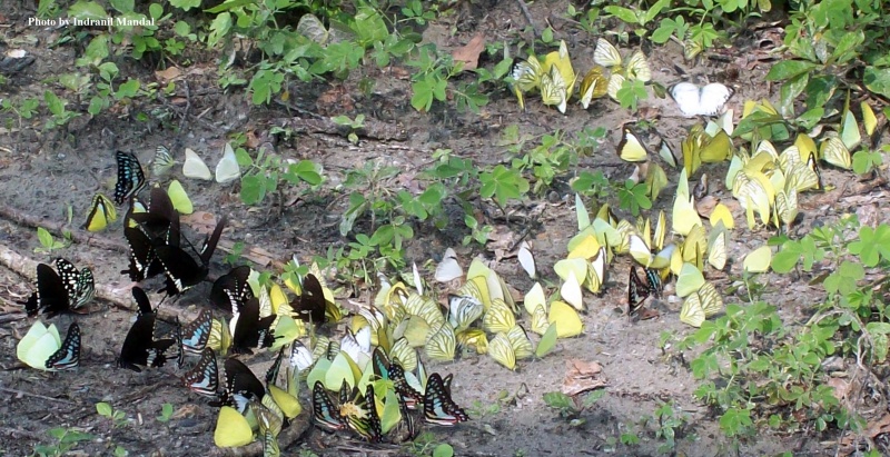 Mudpuddling congregation of Papilio ( Papilio ) , Graphium ( Jays ), Delias ( Jezebels ), Prioneris ( Sawtooths), Appias ( Albatrosses ) , Orange Tips ( Colotis ), Catopsilia ( Emigrants )