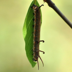 Nymphalidae - Brush-Footed