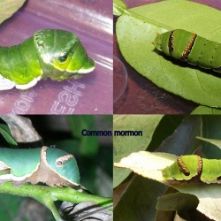 Comparision of Blue Mormon ( Papilio polymnestor Cramer, 1775 ),Lime (Papilio demoleus Linnaeus, 1758) and Common Mormon (Papilio polytes Linnaeus, 1758) Caterpillars