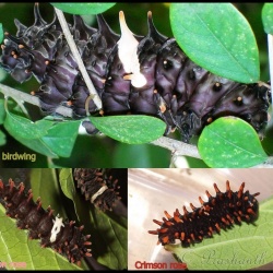 Swallowtails - Papilionidae
